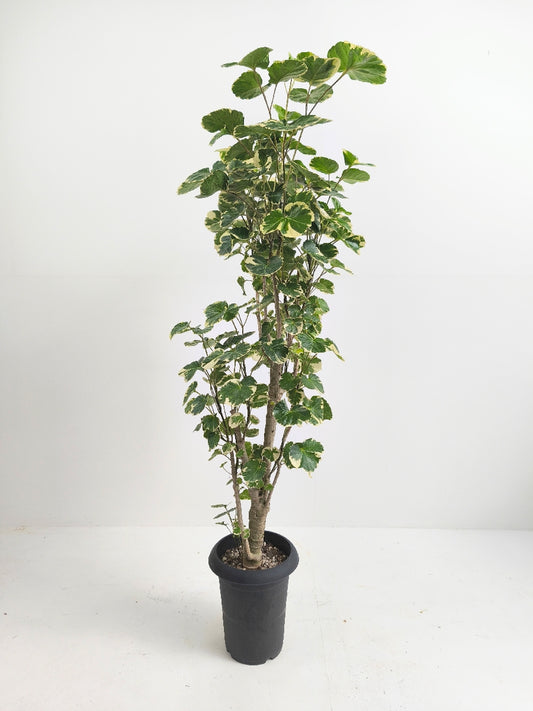 現品商品@2 ポリシャス・マルギナータ 6号(高さ:110cm、幅:50cm)