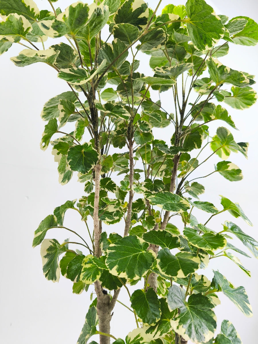 現品商品@2 ポリシャス・マルギナータ 6号(高さ:110cm、幅:50cm)