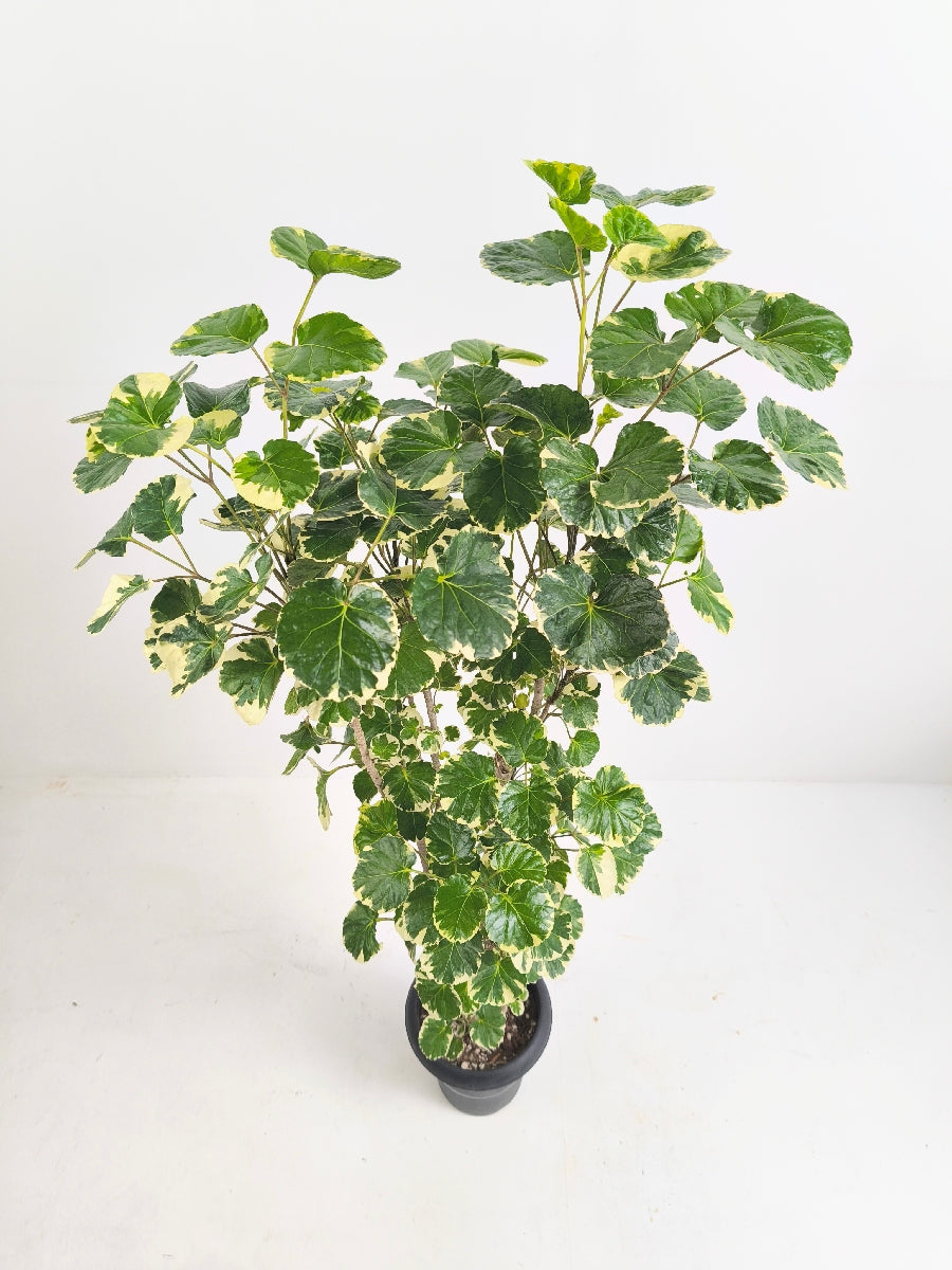 現品商品@2 ポリシャス・マルギナータ 6号(高さ:110cm、幅:50cm)