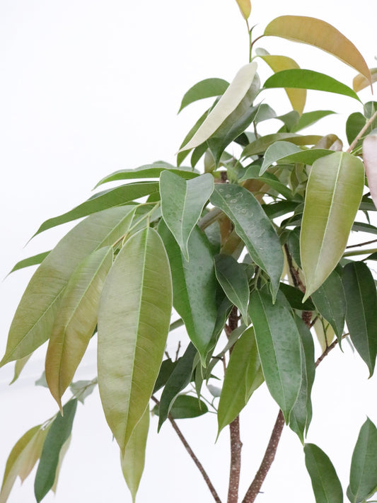 アムステルダム 8号 曲がり