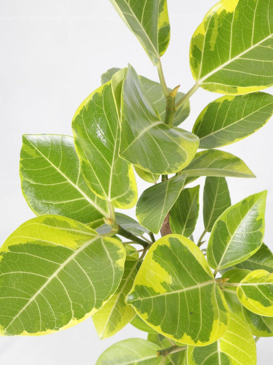 アルテシマ 6号 曲がり