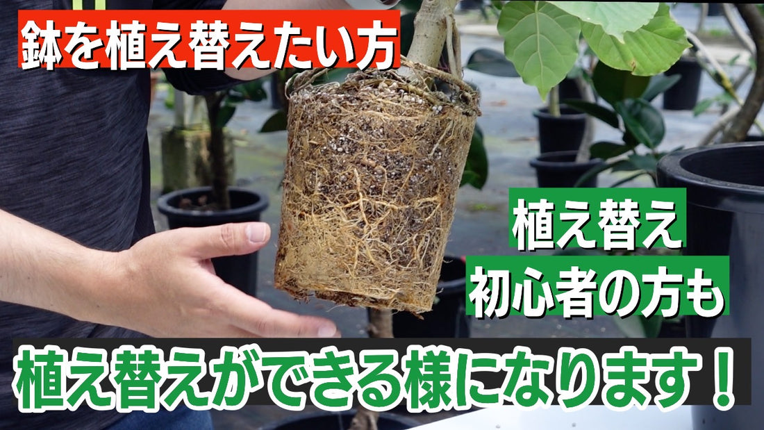ウンベラータ（ゴムの木）の植え替え方法