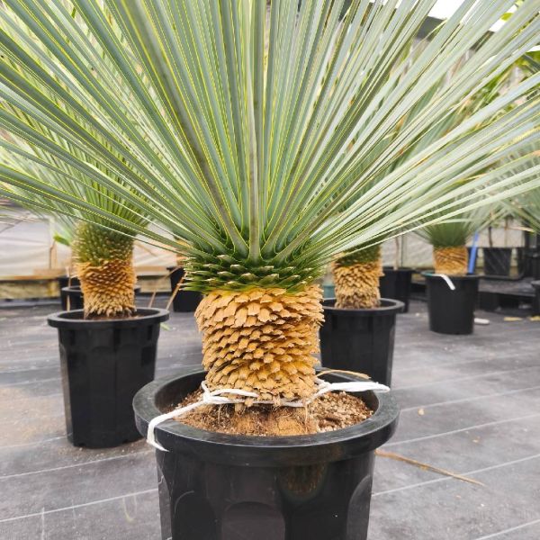 ユッカ・ロストラータ