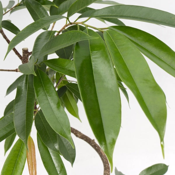 アムステルダムのイメージ商品