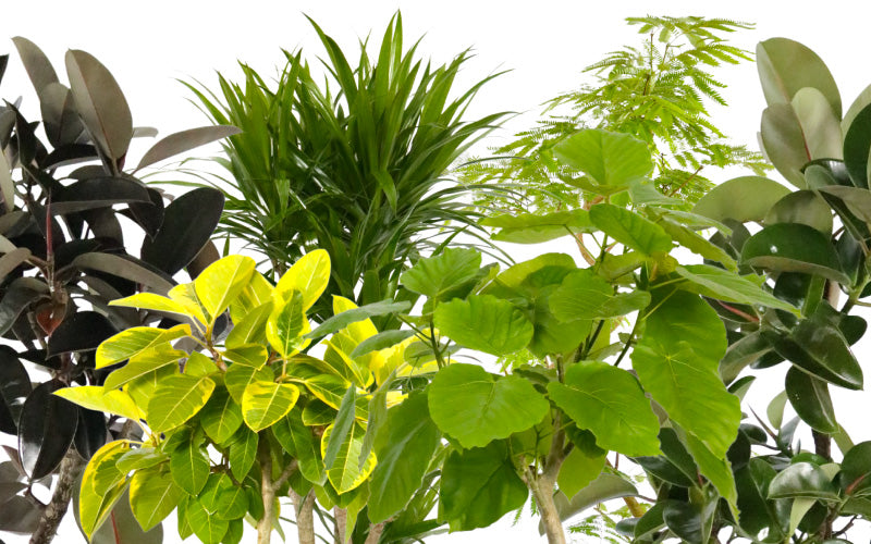観葉植物