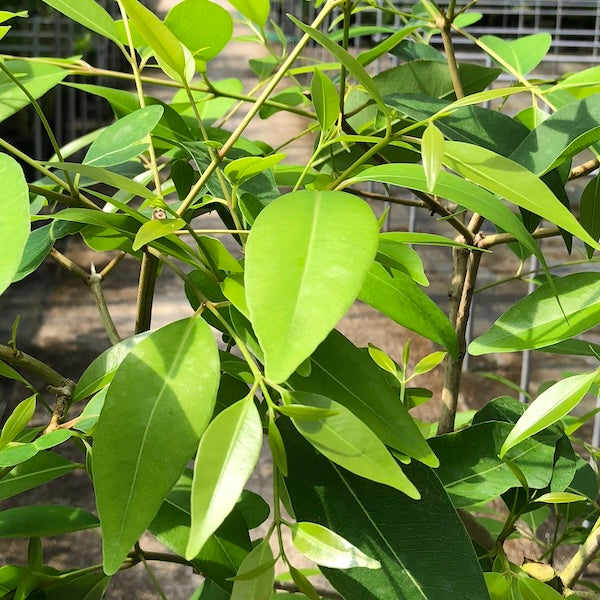 アマゾンオリーブのイメージ商品