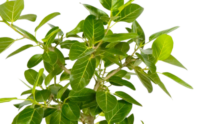 ベンガレンシスのイメージ商品