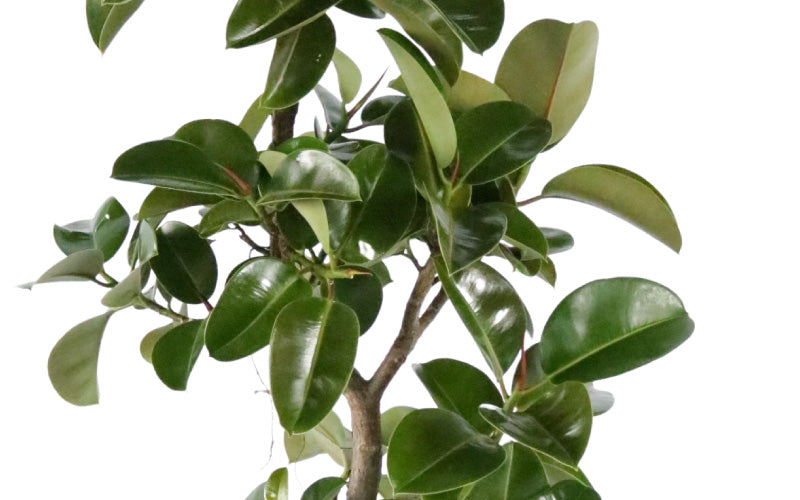 フィカス・ソフィア | 観葉植物の通販はAONOKI（あおのき）