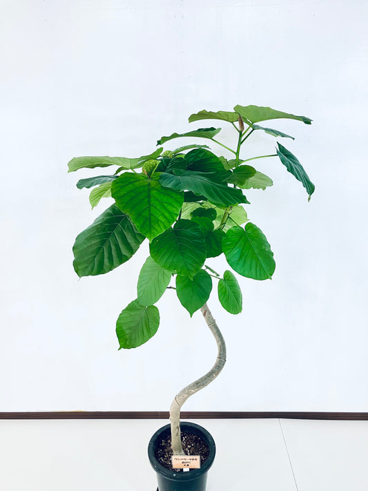 現品商品＠4 ウンベラータ 8号（高さ：145cm、幅：87cm）