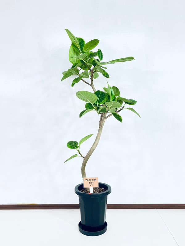 現品商品＠7 アルテシマ 8号（高さ：134cm 幅：65cm）