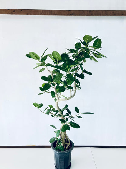 現品商品@5 ベンガレンシス 10号（高さ：176cm、幅：103cm）