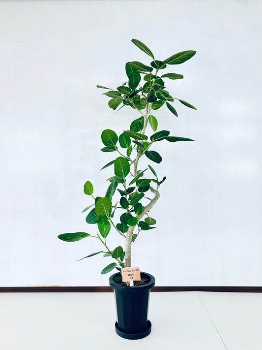 現品商品＠2 ベンガレンシス 8号（高さ：157cm、幅：72cm）