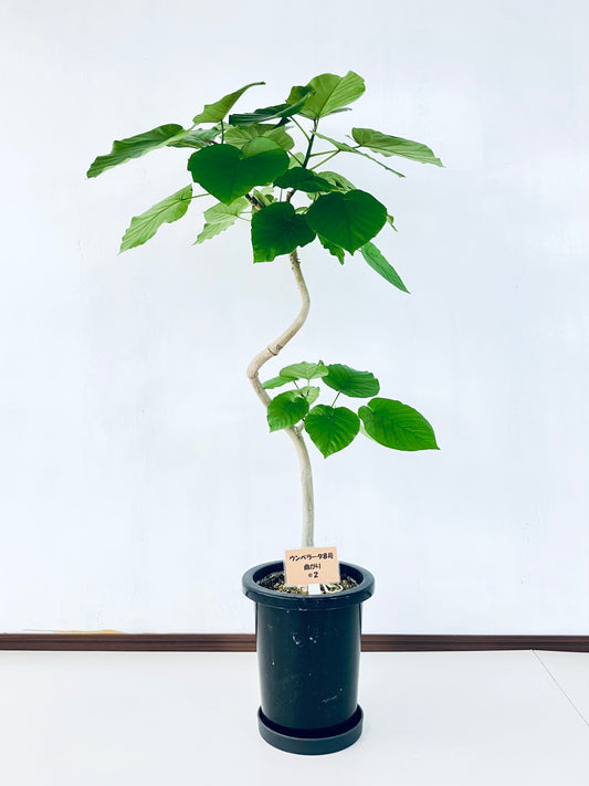 現品商品＠2 ウンベラータ8号（高さ：125cm、幅：82cm）
