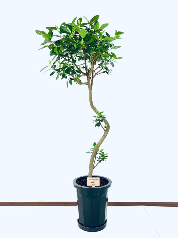 現品商品＠3 フランスゴム 10号（高さ：171cm、幅：80cm）