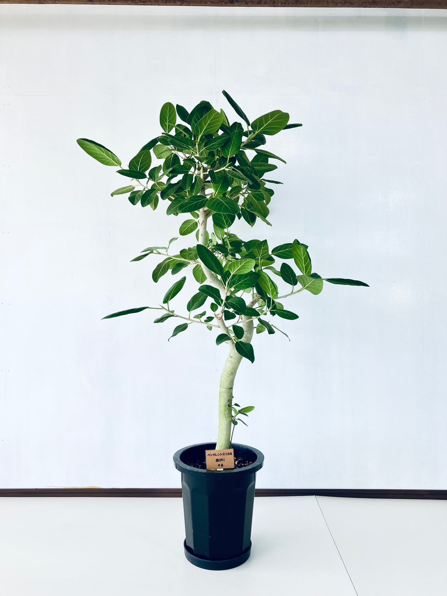現品商品@6 ベンガレンシス 10号（高さ：160cm、幅：92cm）