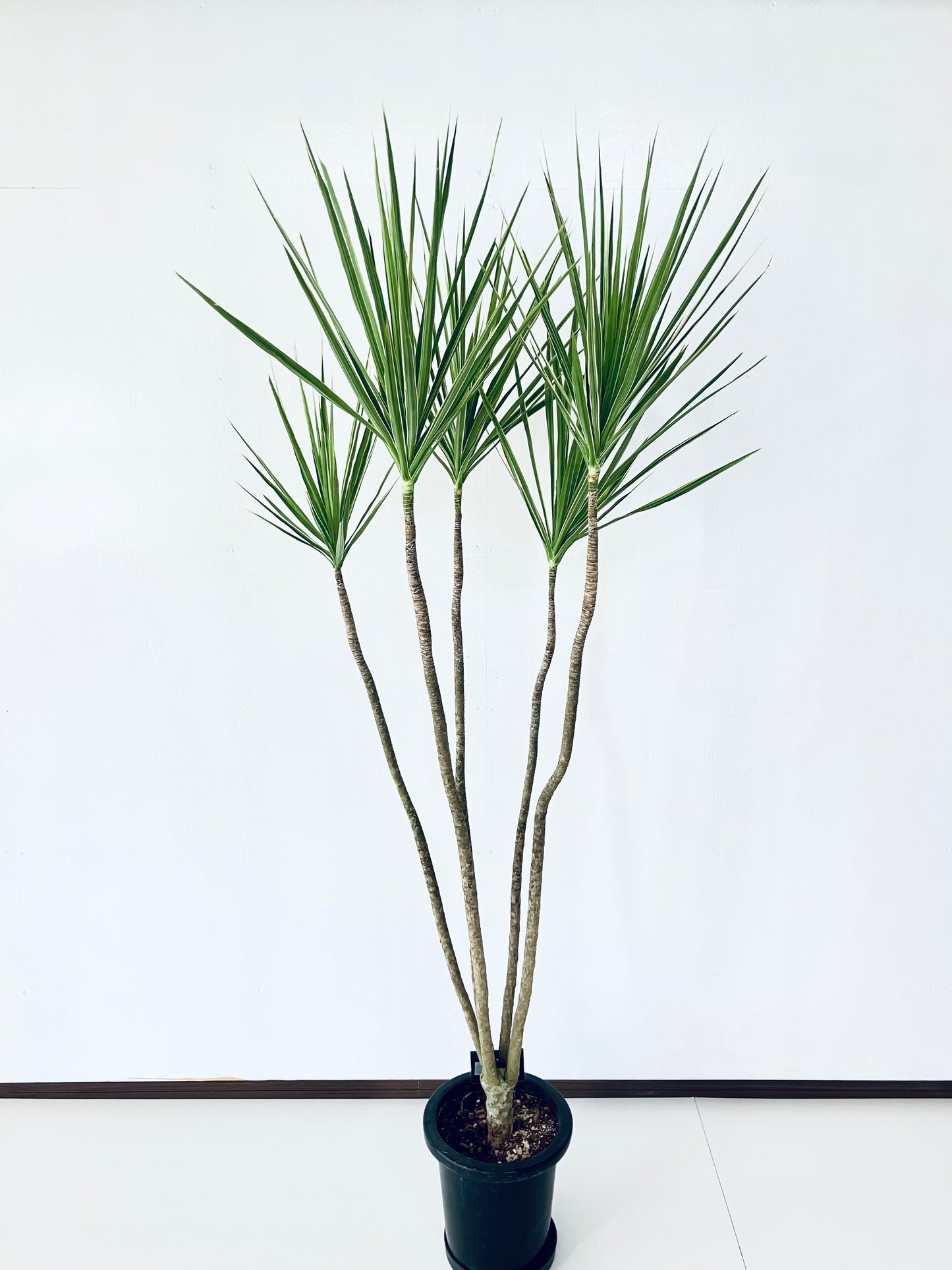 現品商品＠1 コンシンネ・ホワイボリー 8号（高さ：174cm、幅：83cm）