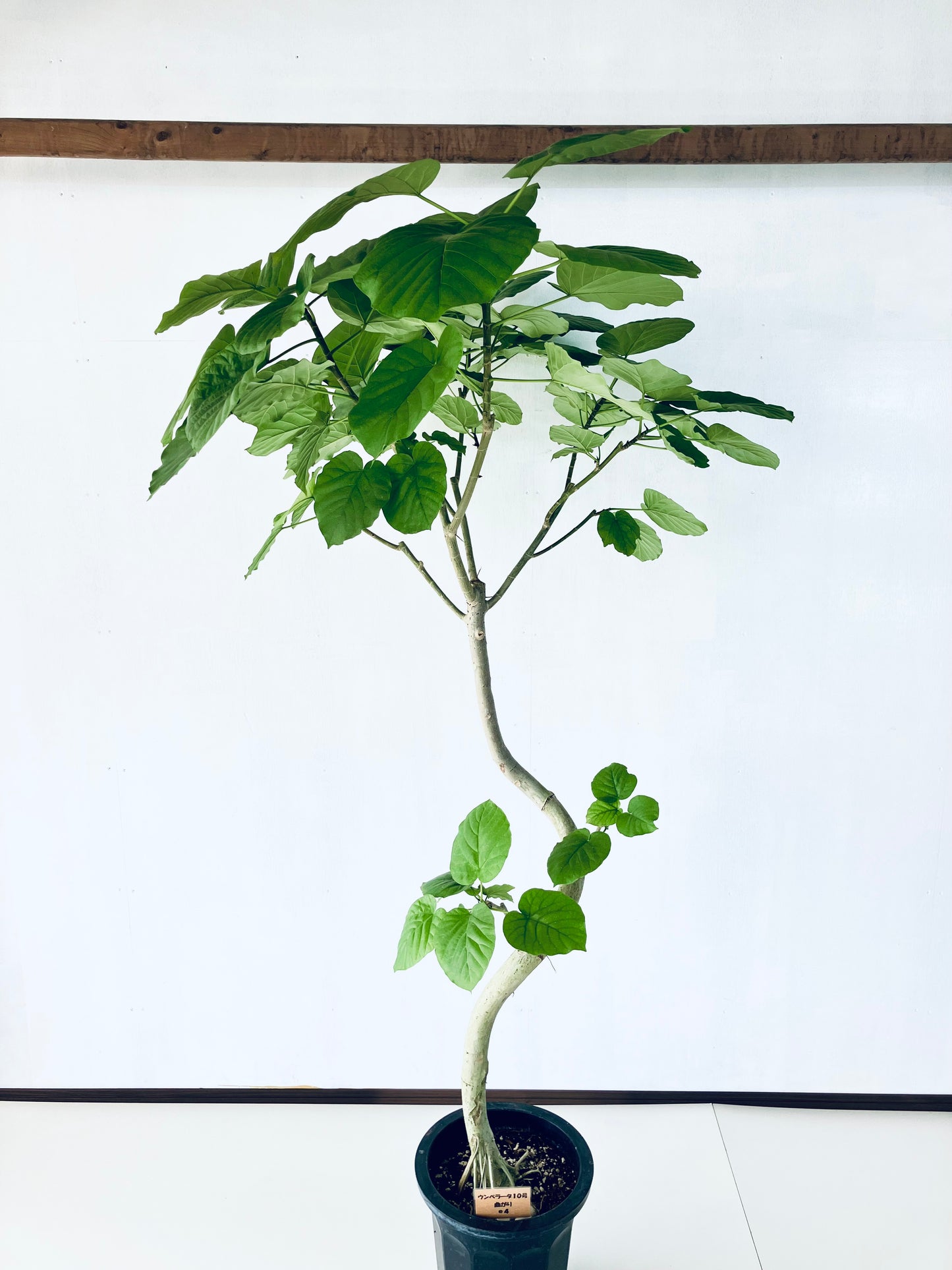 現品商品＠4 ウンベラータ 10号（高さ：185cm、幅：110cm）