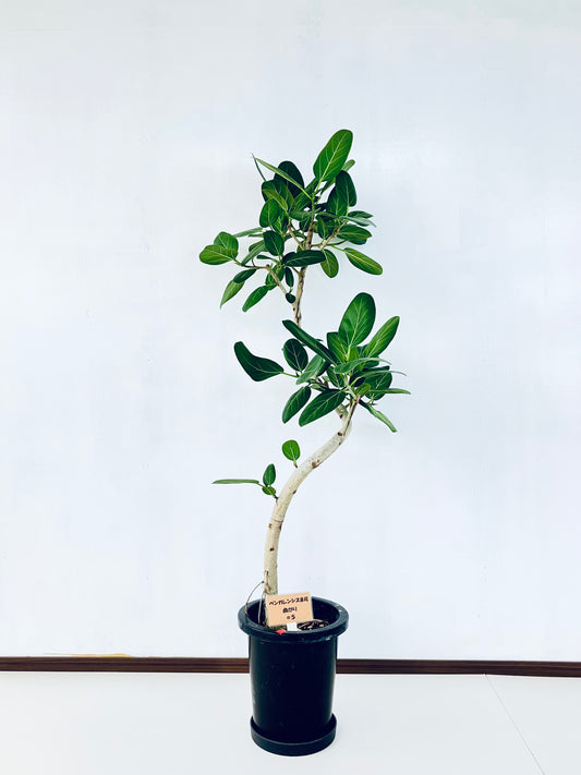 現品商品＠5 ベンガレンシス 8号（高さ：137cm、幅：80cm）