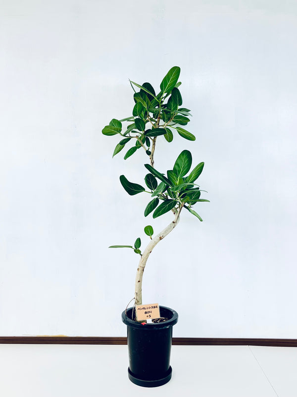現品商品＠5 ベンガレンシス 8号（高さ：137cm、幅：80cm）