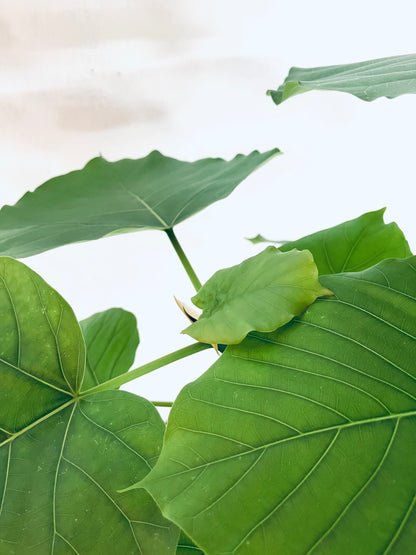 現品商品＠7 ウンベラータ 8号（高さ：137cm、幅：70cm）