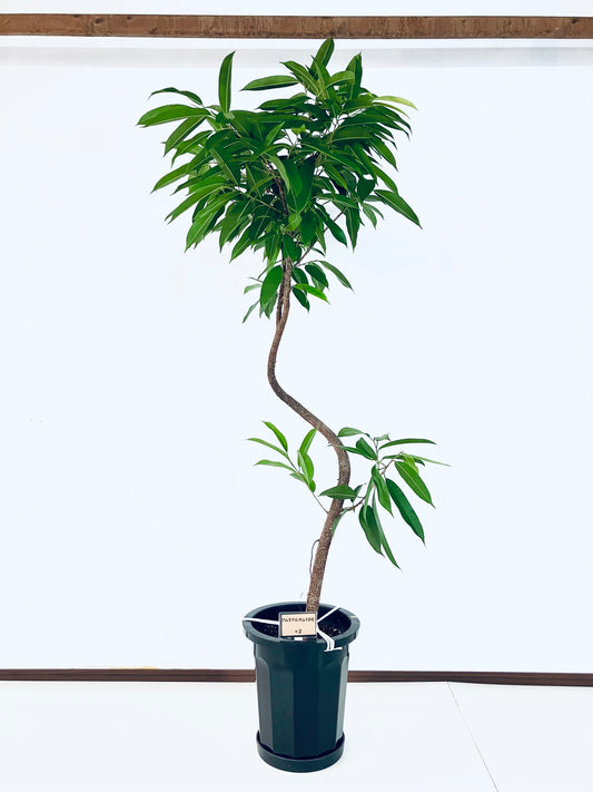 現品商品＠2 アムステルダム 10号（高さ：180cm、幅：85cm）