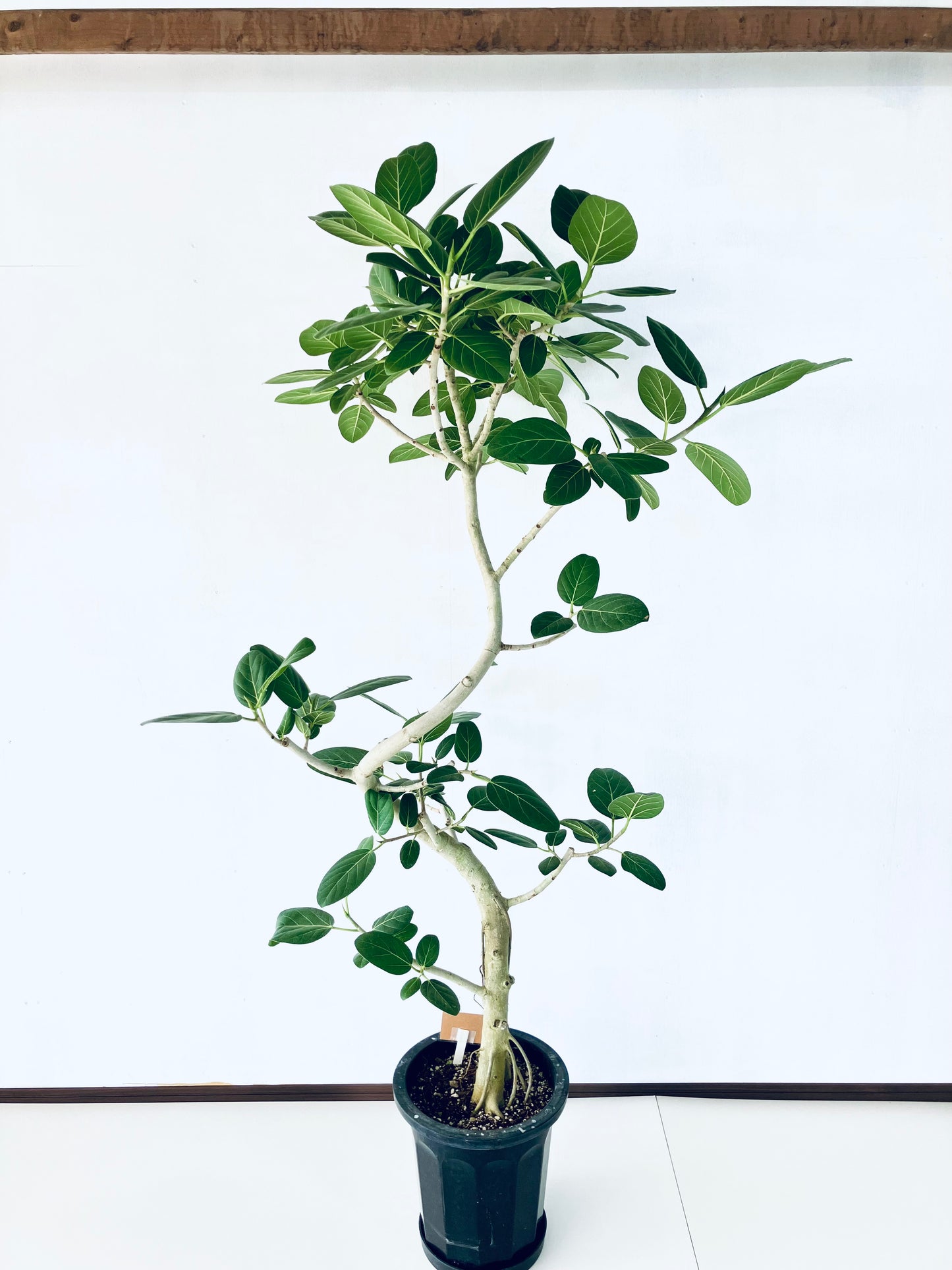 現品商品@4 ベンガレンシス 10号（高さ：192cm、幅：110cm）