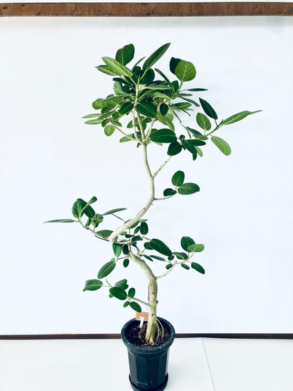 現品商品@4 ベンガレンシス 10号（高さ：192cm、幅：110cm）