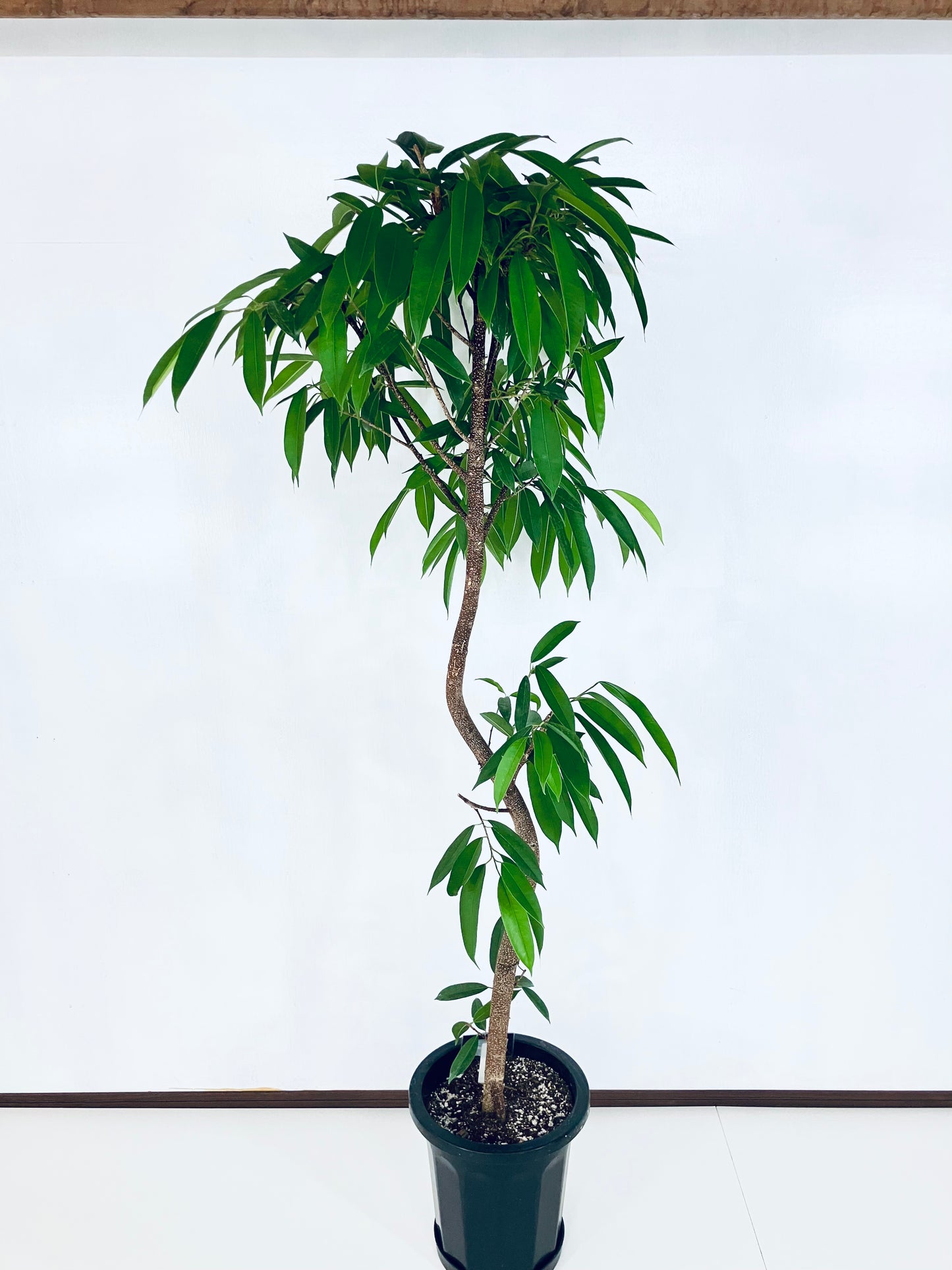 現品商品＠3 アムステルダム 10号（高さ：183cm、幅：85cm）
