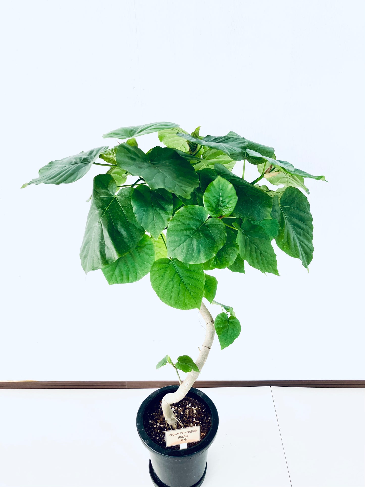 現品商品＠4 ウンベラータ 8号（高さ：114cm、幅：75cm）