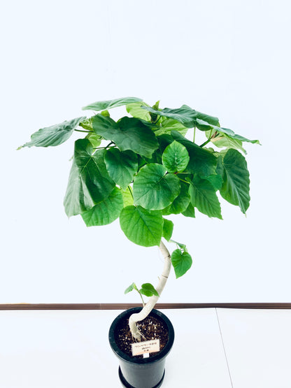 現品商品＠4 ウンベラータ 8号（高さ：114cm、幅：75cm）