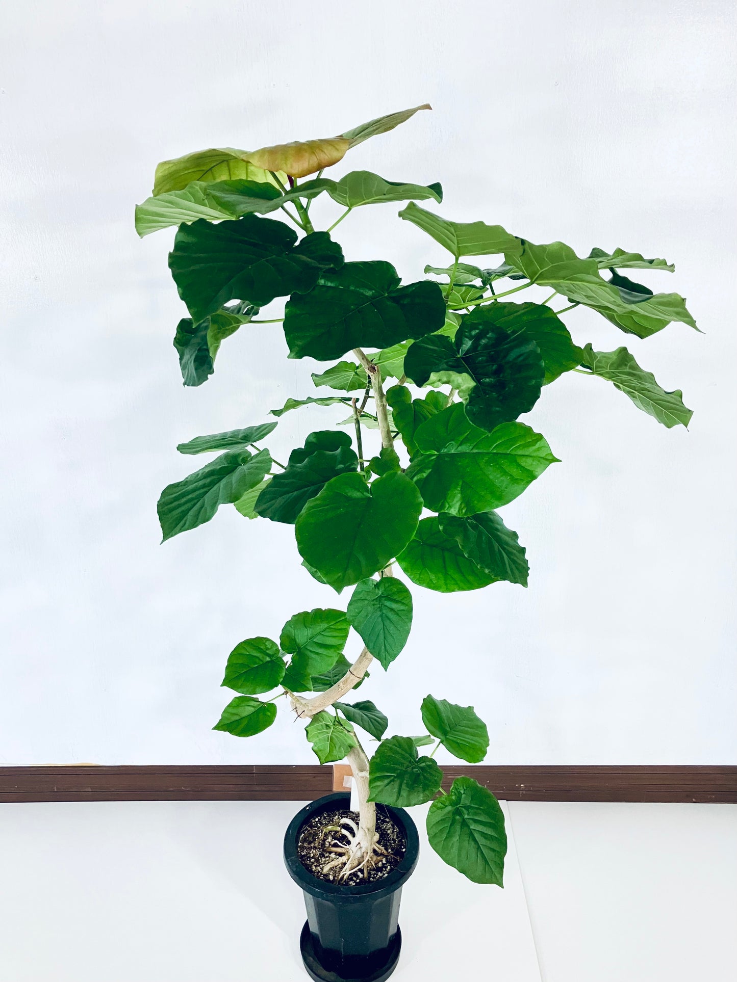 現品商品＠2 ウンベラータ 8号（高さ：146cm、幅：76cm）