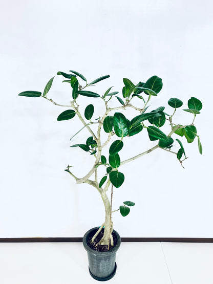 【Unique Form】ベンガレンシス 8号（高さ：132cm、幅：100cm）#7