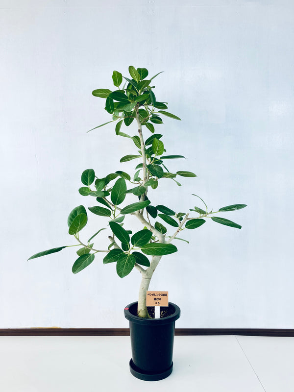 現品商品＠5 ベンガレンシス 8号（高さ：134cm、幅：90cm）