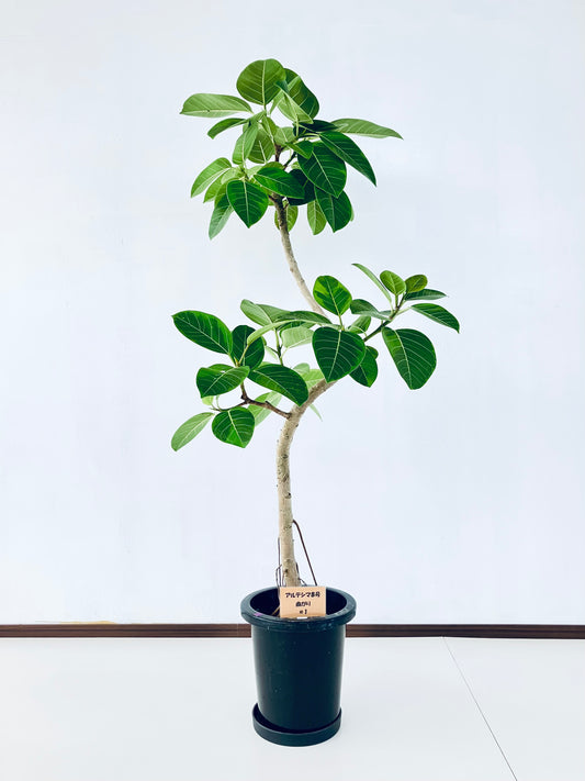 現品商品＠1 アルテシマ 8号（高さ147cm、幅：85cm）