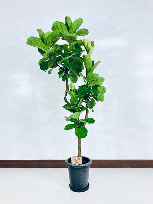 現品商品＠3 バンビーノ 8号（高さ：156cm、幅：75cm）
