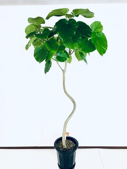 現品商品＠3 ウンベラータ 10号（高さ：180cm、幅：90cm）