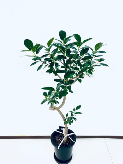 現品商品@7 フランスゴム 8号（高さ：122cm、幅：60cm）