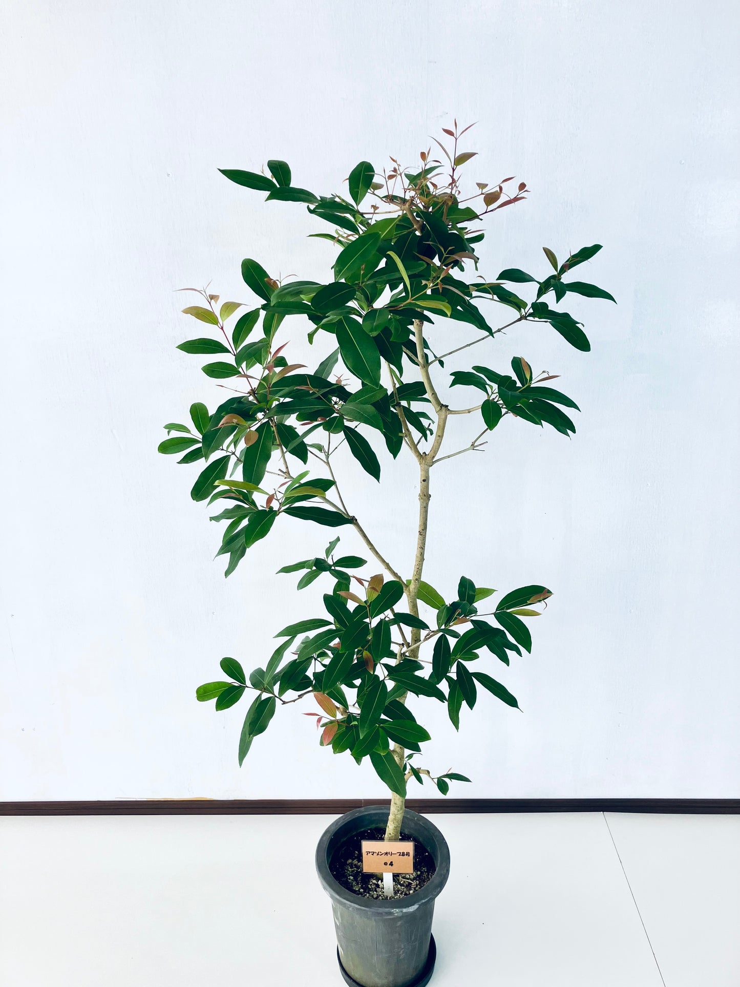 現品商品＠4 アマゾンオリーブ 8号（高さ：150cm、幅：65cm）