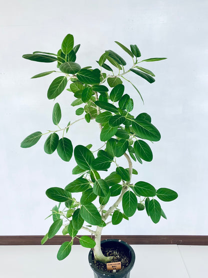 現品商品@3 ベンガレンシス 10号（高さ：172cm、幅：100cm）