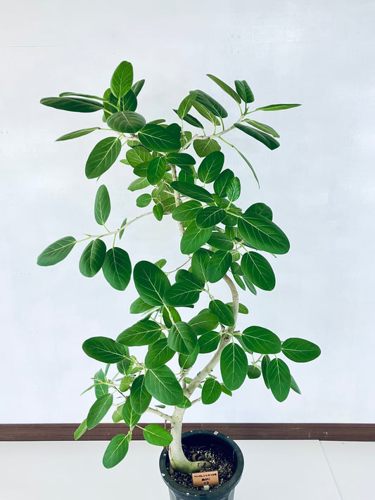 現品商品@3 ベンガレンシス 10号（高さ：172cm、幅：100cm）