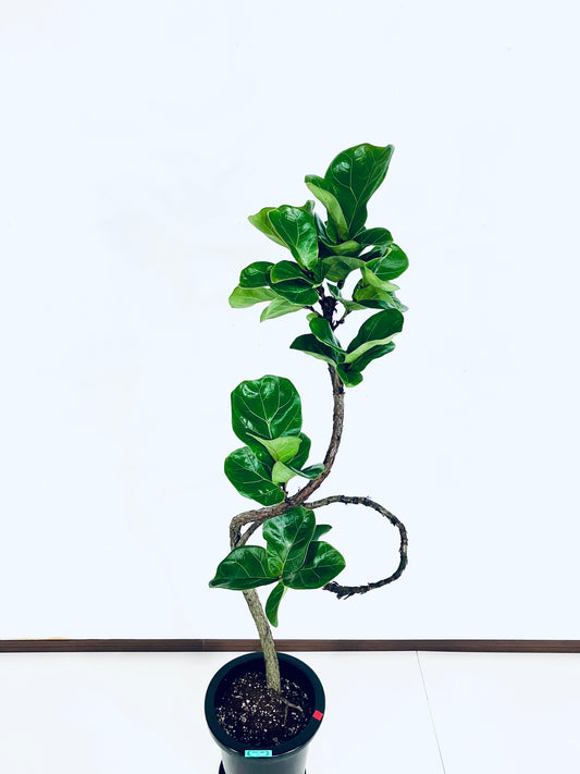 【Unique Form】バンビーノ 8号（高さ：132cm、幅：37cm）#12