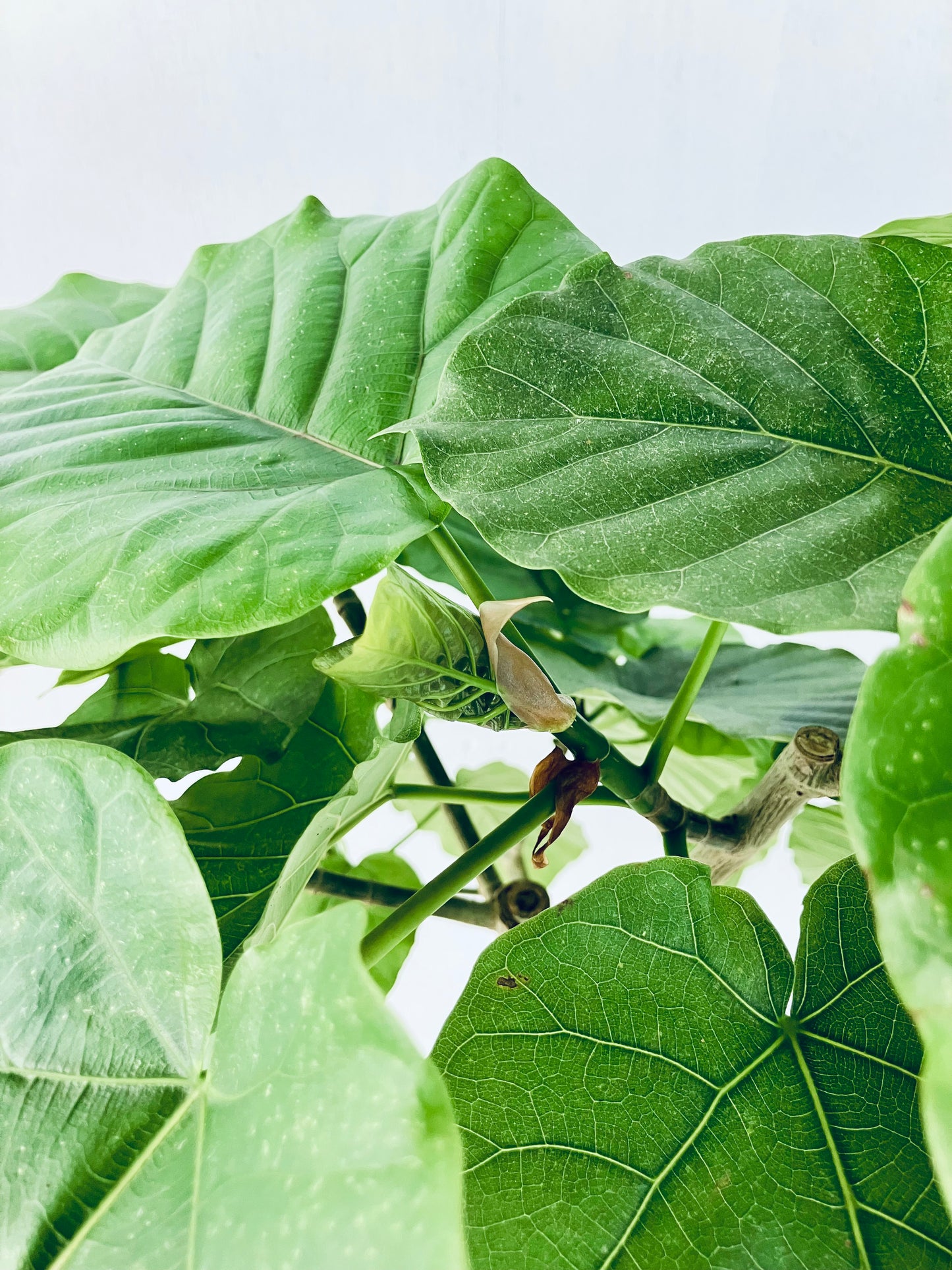 現品商品＠8 ウンベラータ 8号（高さ：128cm、幅：65cm）