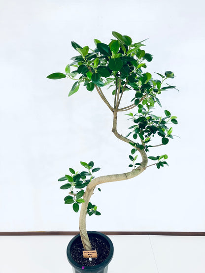 現品商品＠2 フランスゴム 10号（高さ：166cm、幅：80cm）