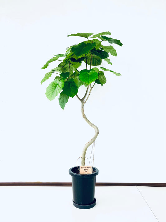 現品商品＠1 ウンベラータ 8号（高さ：141m、幅：75cm）