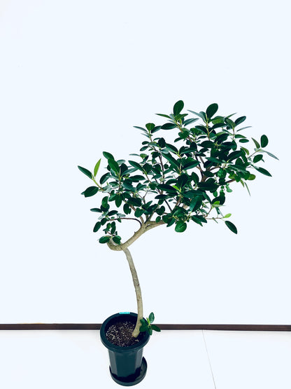 【Unique Form】フランスゴム 8号（高さ：134cm、幅：62cm）#10