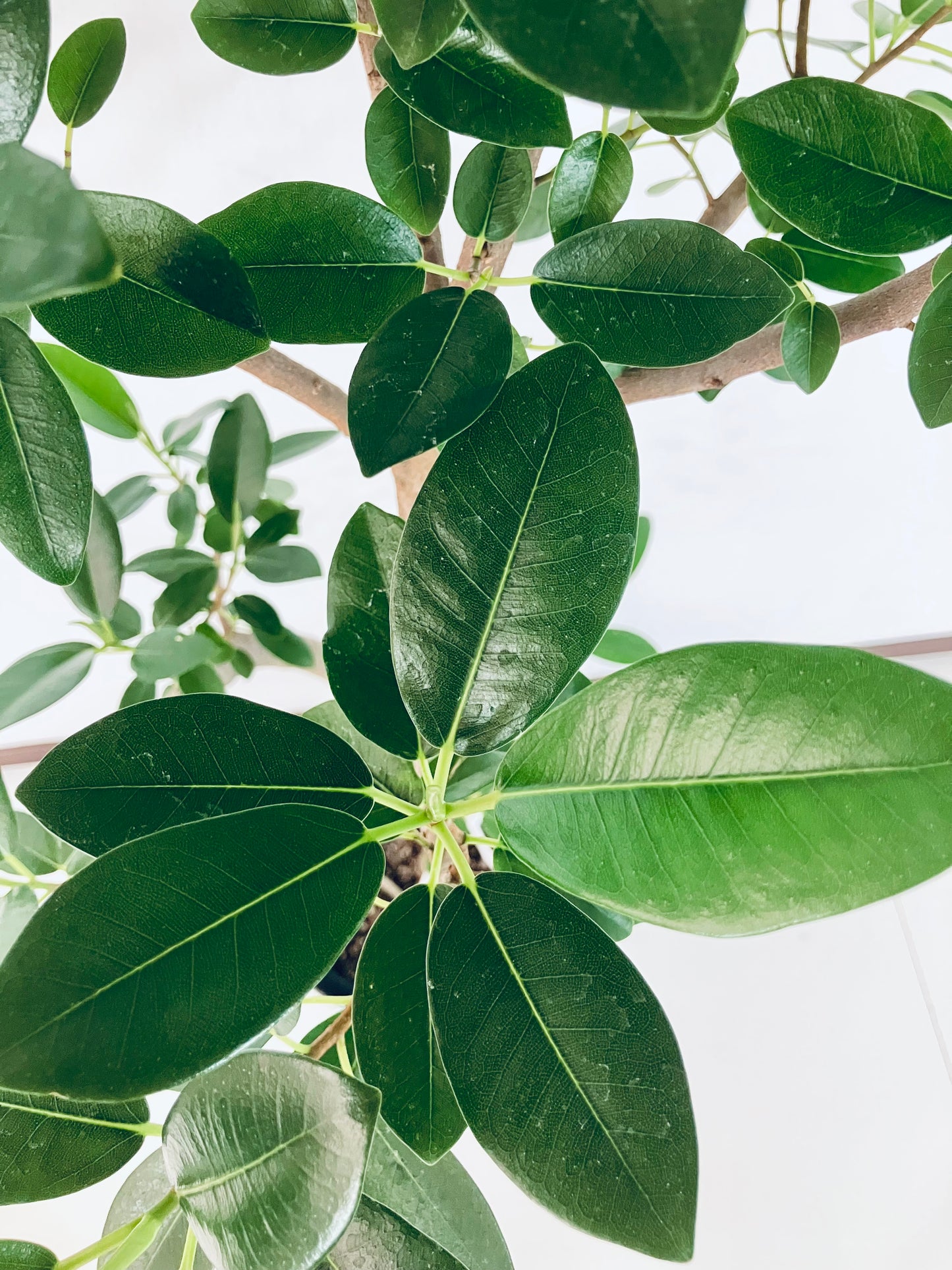 現品商品@7 フランスゴム 8号（高さ：122cm、幅：60cm）