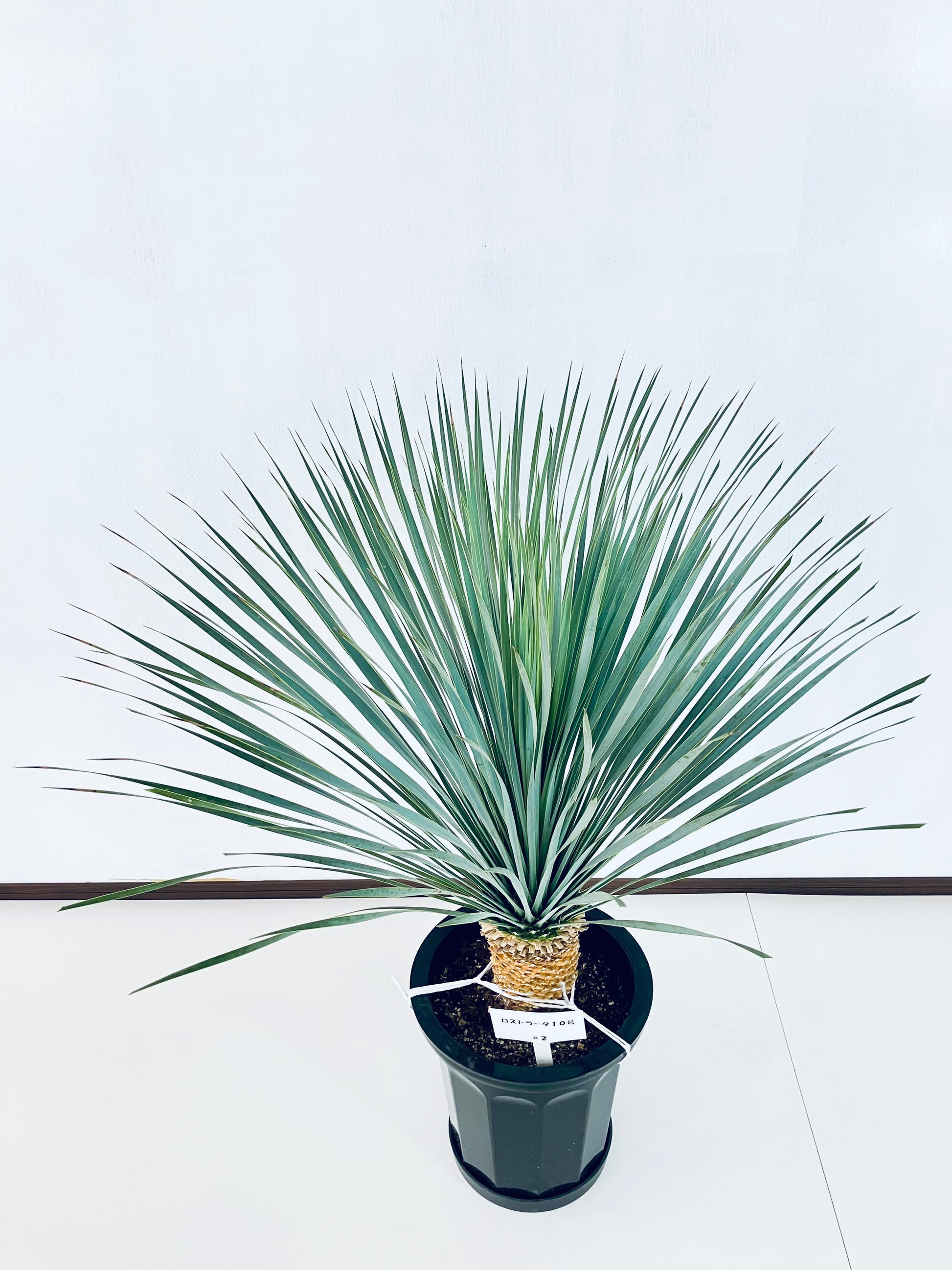 ユッカ・ロストラータ10号の現品商品 | 観葉植物通販AONOKI（あおのき）