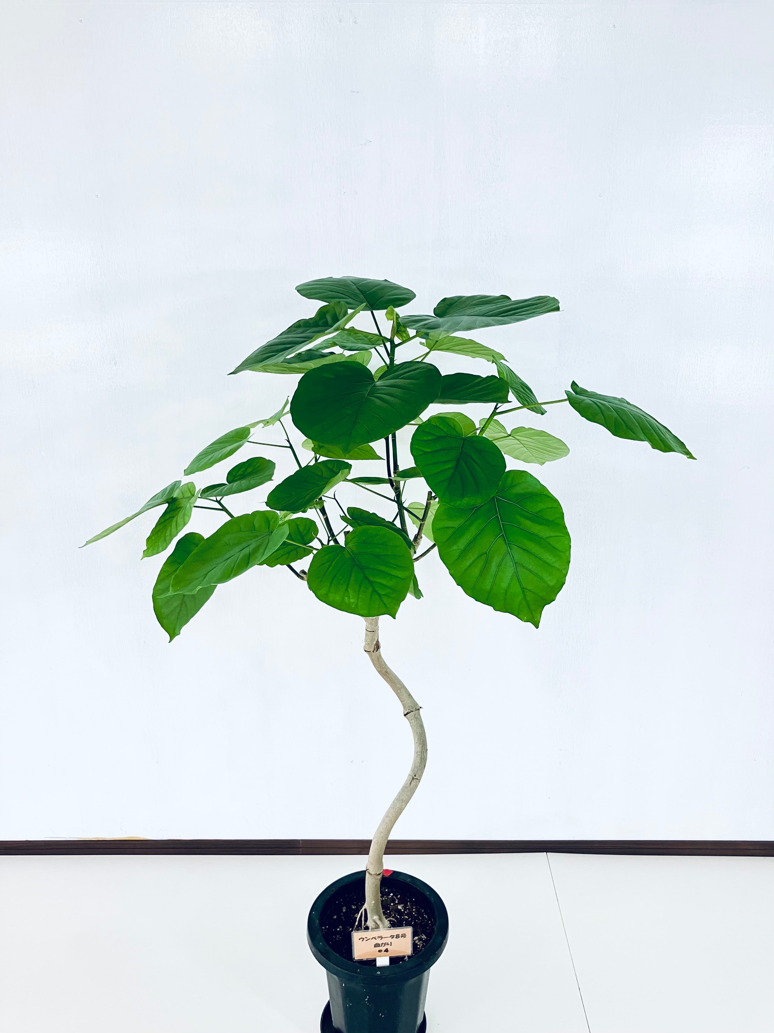［現品］♡おすすめ♡ 7番　フィカス　ウンベラータ　曲がり　8号　室内　大型 観葉植物 フィカス ウンベラータ曲がり8号鉢 白色陶器入り