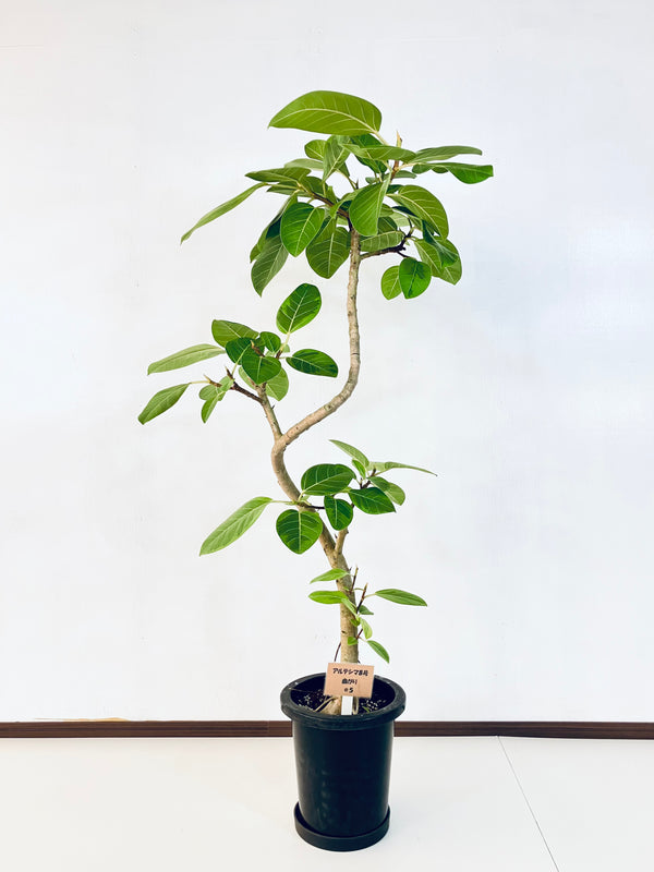 現品商品＠5 アルテシマ 8号（高さ：142cm、幅：62cm）