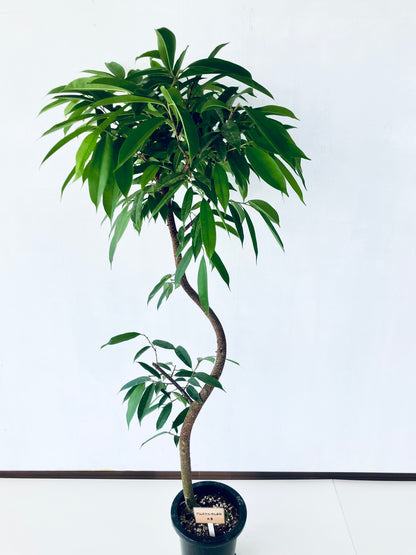 現品商品＠3 アムステルダム 8号（高さ：167cm、幅：78cm）